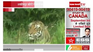 बढ़ रहा है बाघों का आतंक, ग्रामीणों पर कर रहे हैं हमला