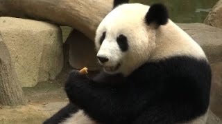 Raw: Mom and Baby Pandas Celebrate Birthdays