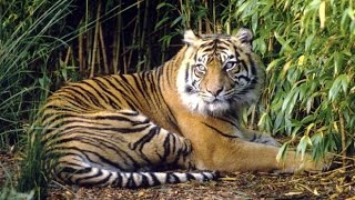 Thailand's tiger tourism booming, activists for closure