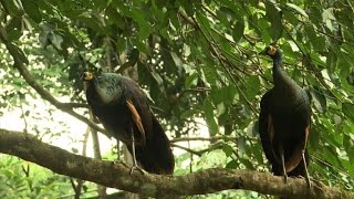 Myanmar's peacock: a national symbol dying off in the wild