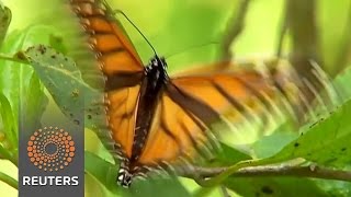 Extreme weather threatens Mexico's monarchs