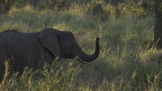 Animals endangered by unrest in Mozambique's Gorongosa Park