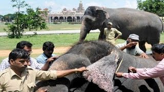 Unique ID number for Karnataka elephants
