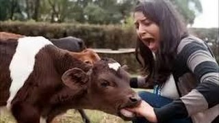 WHATSAPP FUNNY VIDEOS COMPILATIONS  - INDIAN FUNNY WHATSAPP VIDEOS