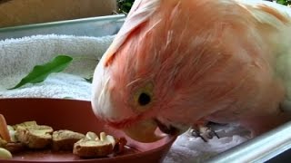 Cockatoo Named 'Cookie', Dies at 83 in Chicago