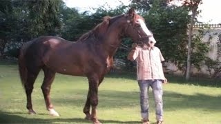 Expensive than BMW: Businessman buys Marwari horse for Rs 1.11 cr