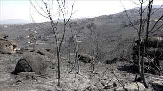 Wildfires leave devastation in Spain's northern Galicia region