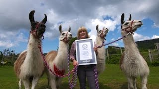 High-jumping llama and mega cat set new world records`