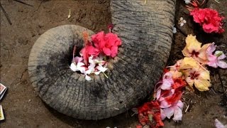 Two Indian elephants electrocuted in tea garden