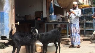 बकरीद के मौके पर ऑनलाइन मिल रहे हैं बकरे