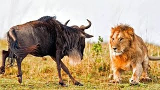 Disabled Lions Hunting Wildebeest - Amazing Video