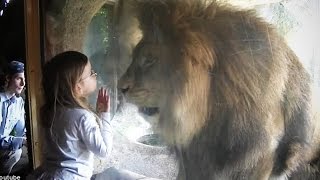Zoo Animal Attacks - Animals That Don't Know What Glass
