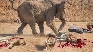 Most Amazing Wild Animal Attacks - When Prey Fights Back - Craziest Animal Fights 2016