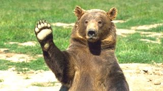 Bears - A Cute And Funny Bear Videos Compilation