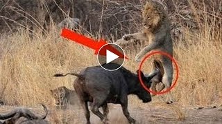 Most Amazing Wild Animal Fights and Attacks Caught on camera 2016
