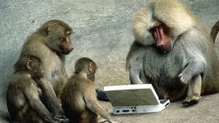 Funny monkey videos - this will make you crazy