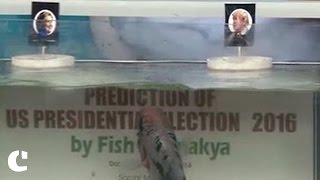 Chanakya the Fish predicts Donald Trump as the next US President
