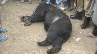 नेशनल हाईवे पर मृत मिला भालू