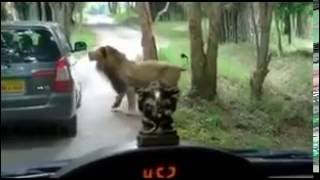 The Lions Attacked Safari Cars at Bengaluru's Bannerghatta National Park