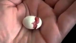 Amazing - Baby Bird Egg Hatching  Amazing Video