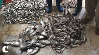 Modi's Demonetisation has Drowned Ghazipur's Fish Trade
