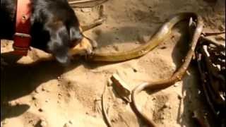 Dog Vs Cobra Snake Attack - Dog Attacks Indian King Cobra Snake