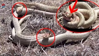Two Snakes Fight To The Death - Most Viral Videos