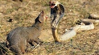 Mongoose vs Cobra vs Snake