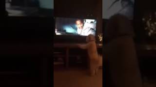 When Dogs watch Animated Movies