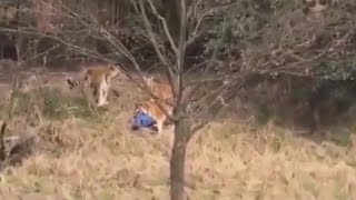 HD / Man attacked by tiger at zoo in Ningbo China