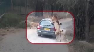 Lions attack safari at Bannerghatta National Park