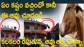 కలకలం రేపుతున్న ఆవు ఆత్మ హత్యా వింత ఉదంతం ..! : Cow SUICIDE Viral Video : COW JUMPS OFF BUILDING