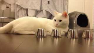 Smart Cat Performs AMAZING Trick