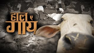दर्द-ए-गाय : BJP हमेशा गौ माता की बात करती है लेकिन मोदी सरकार के राज में किस कदर बेहाल है गौ माता
