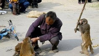 Top 10 funny monkey videos 2017 - Crazy Monkey and Man Fight - Funny Monkey Videos