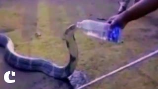 King Cobra drinks water from a bottle