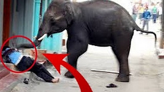 The elephant killed a man - elephant attack new 2017 - Top Funny Videos