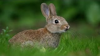 Ultimate A Funny And Cute funny Rabbit Videos - Funny rabbit fails - top 10 funny videos