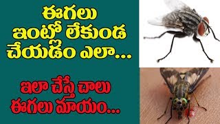 ఈగలు ఇంట్లో లేకుండా చేయడం ఎలా | How to Get Rid of Fly Insects at House | Home Remedies |TopTeluguTv