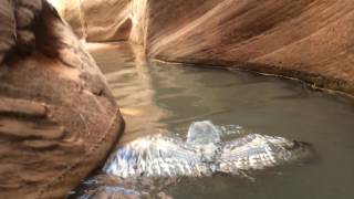 Owl swimming in slot canyon in Lake Powell