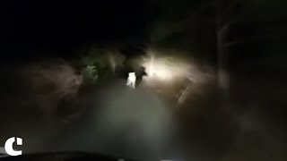 Lion cub chased by a car in Gujarat