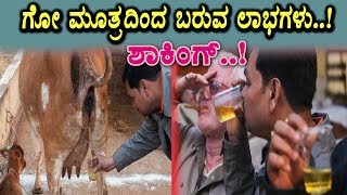 Amazing benefits of Cow Urine | Useful Video Must Watch | Top Kannada Health Tips | Kannada
