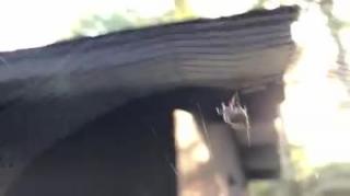 Spider home