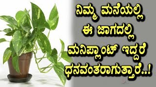 How to Use Money Plants to Increase Wealth and Money | Useful Videos | Top Kannada TV