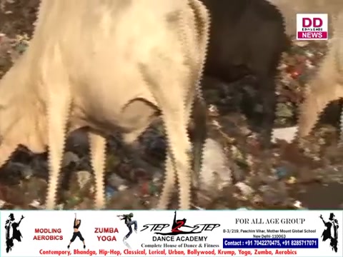 गाय पर बवाल.... दूसरी ओर गाय का बुरा हाल....Divya Delhi News