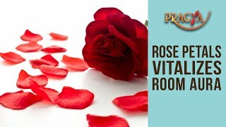 Rose Petals Vitalizes Room Aura | Dr. Ashwini Gupta (Colour Therapist)