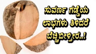 Benefits of Elephant foot (suvarna gadde) | Kannada Health Videos | Top Kannada TV