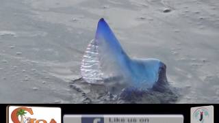 POISONOUS BLUE BOTTLE JELLY FISH REACHES CANDOLIM; DRISHTI ALERTS TOURISTS