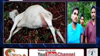 DEATH OF 5 CATTLE DUE TO ELECTRIC SHOCK AT POINGUINIM