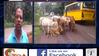 LOCALS OF VALPOI RAISE QUESTION OVER RISING NUMBER OF STRAY CATTLES